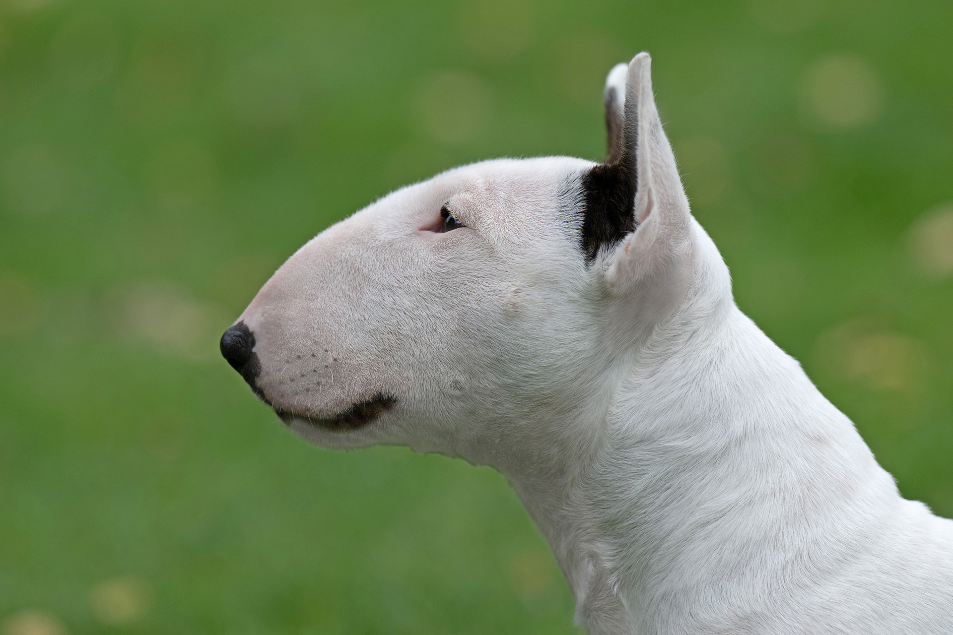 03 STANDAARD MBT (1)