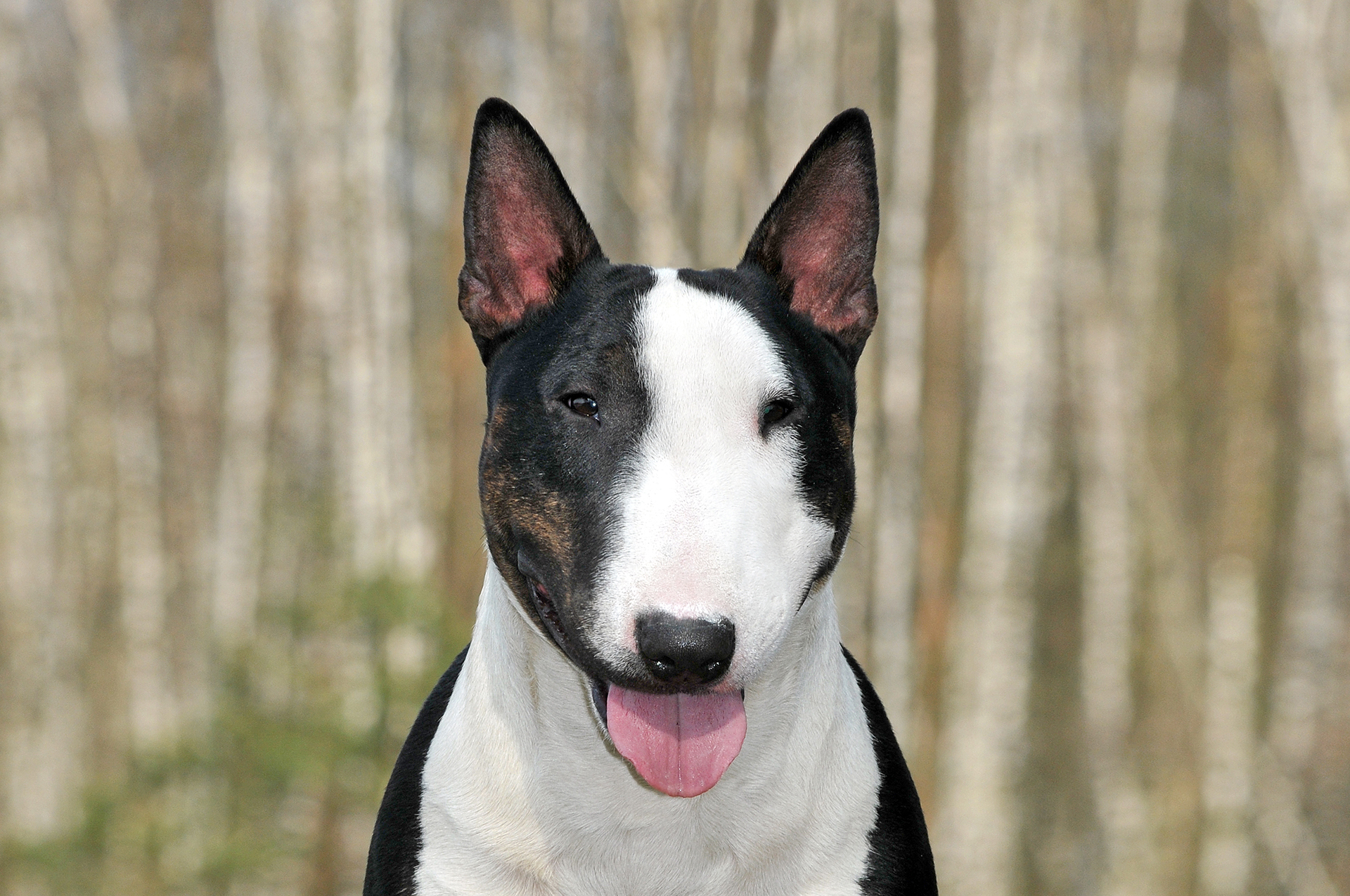 04 STANDAARD MBT (1)