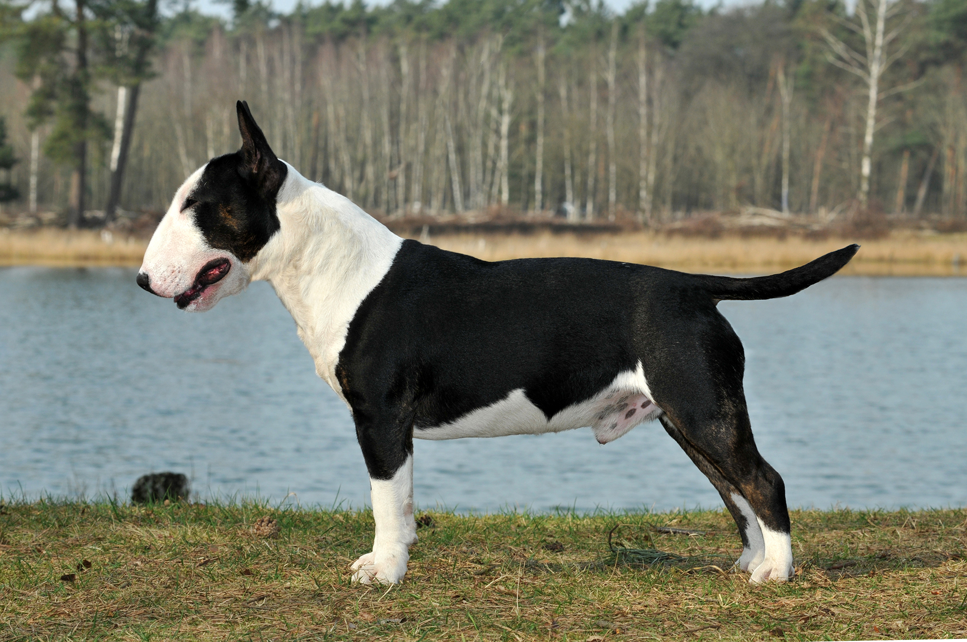 08 STANDAARD MBT (1)