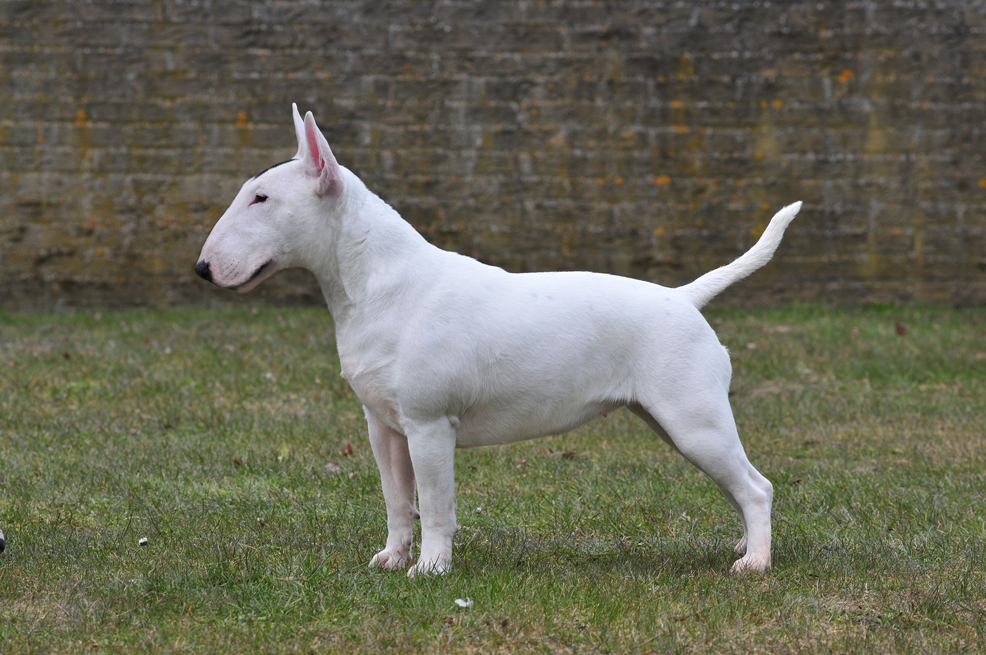 09 STANDAARD MBT (1)