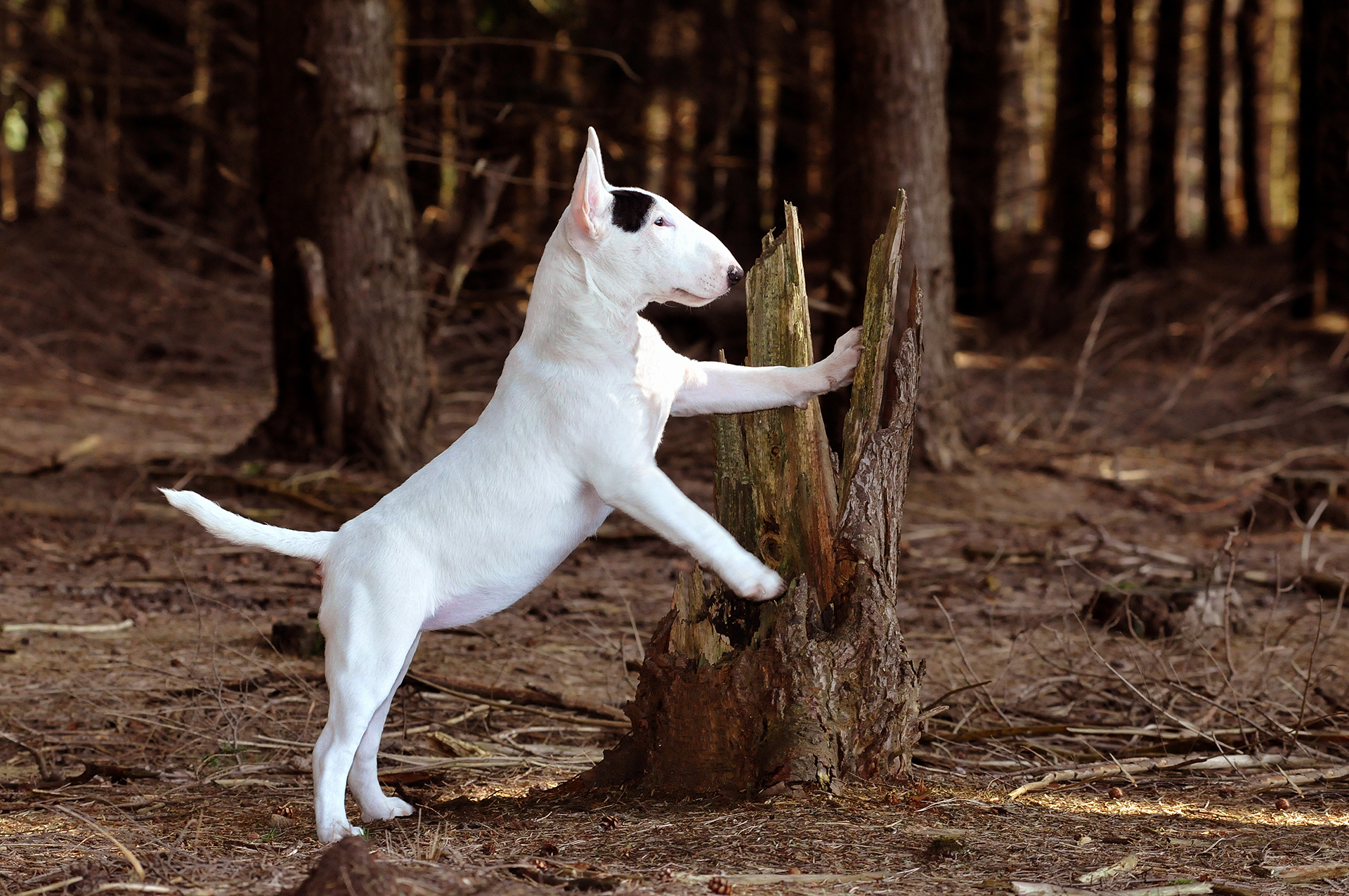 10 STANDAARD MBT (1)