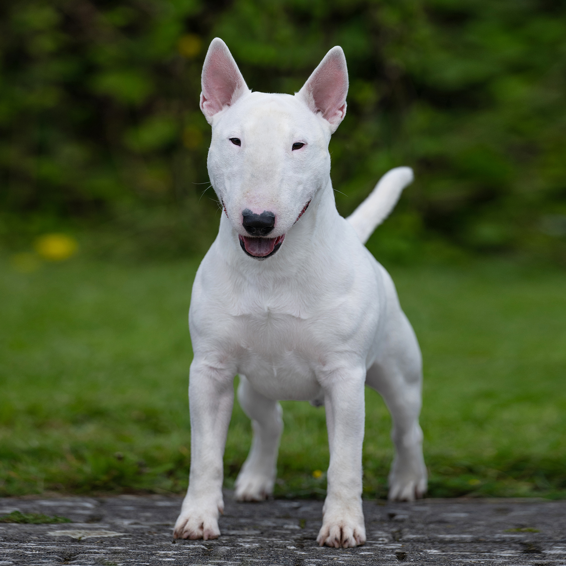 11 STANDAARD MBT (1)