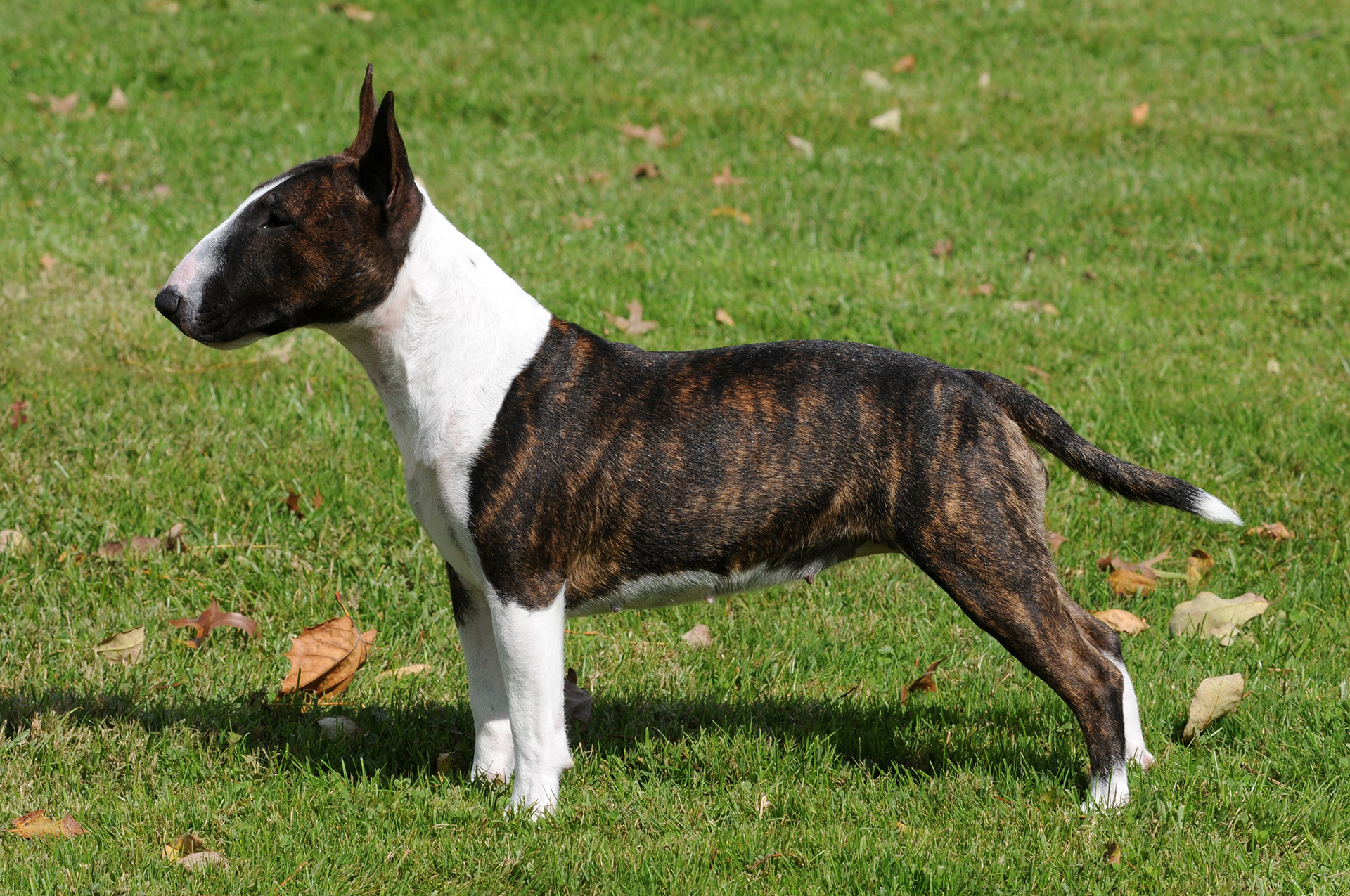 14 & 15 STANDAARD MBT (1)