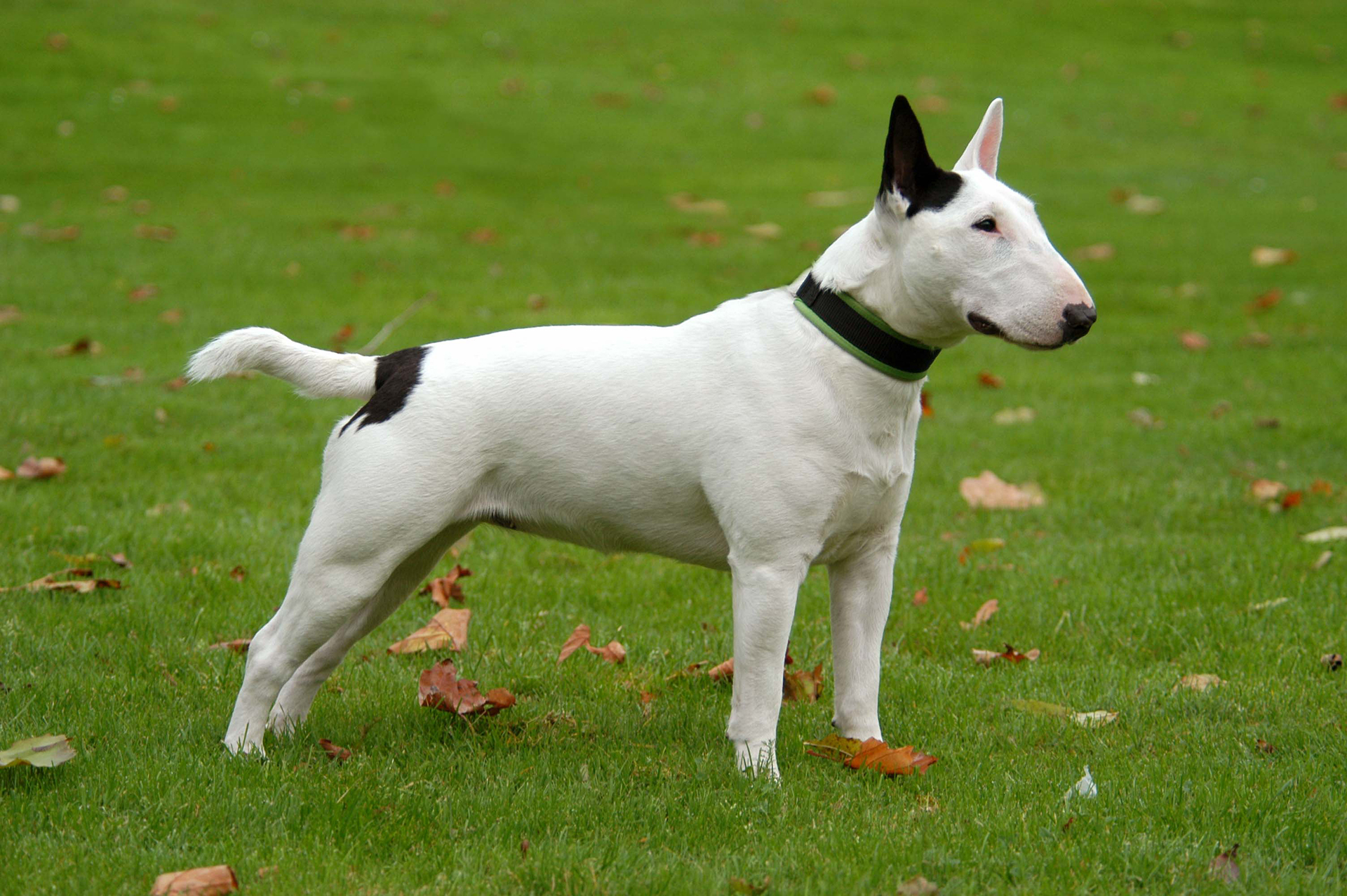 17 STANDAARD MBT (1)