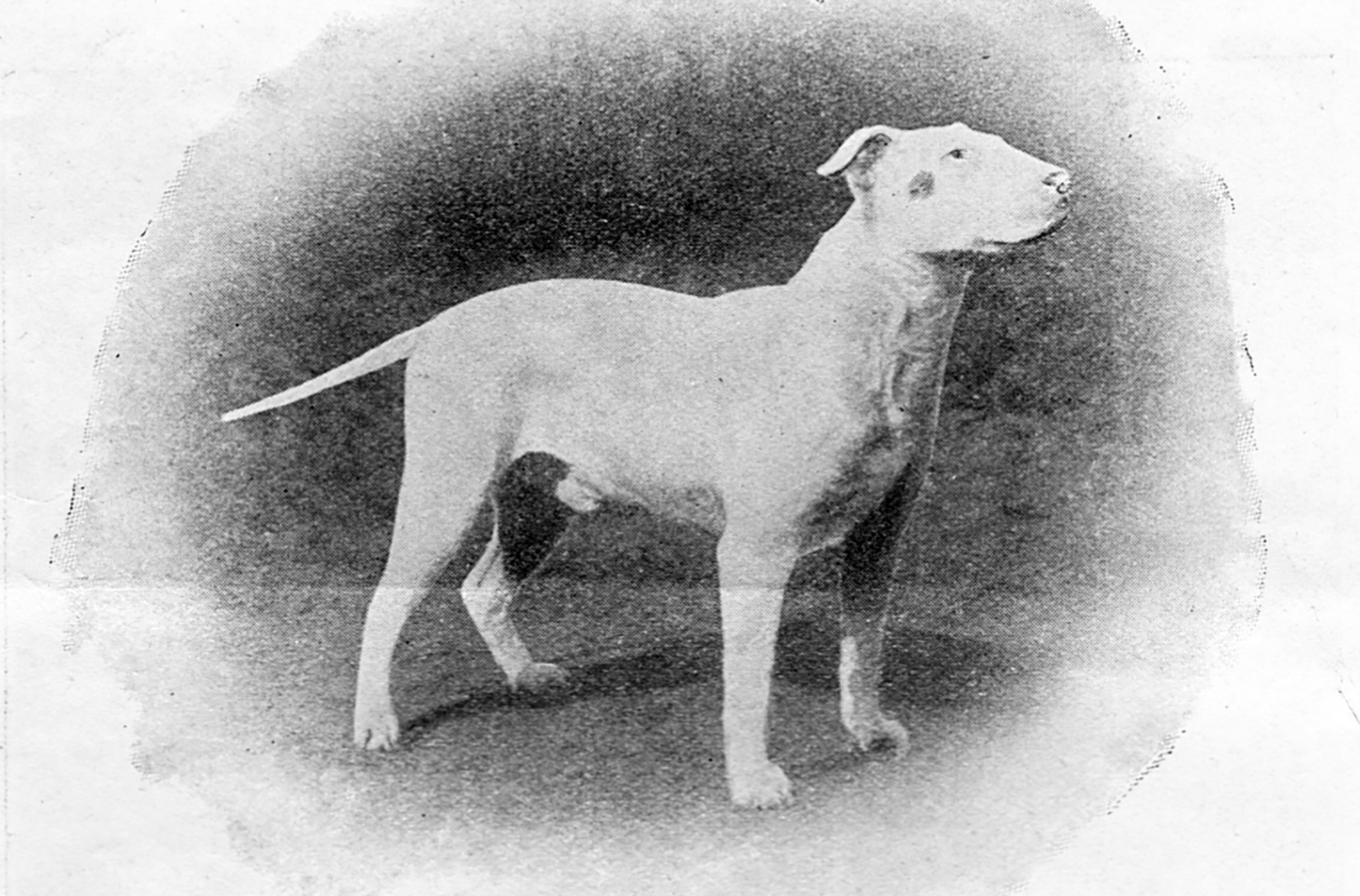 GESCHIEDENIS_BLOOMSBURYCZAR_3