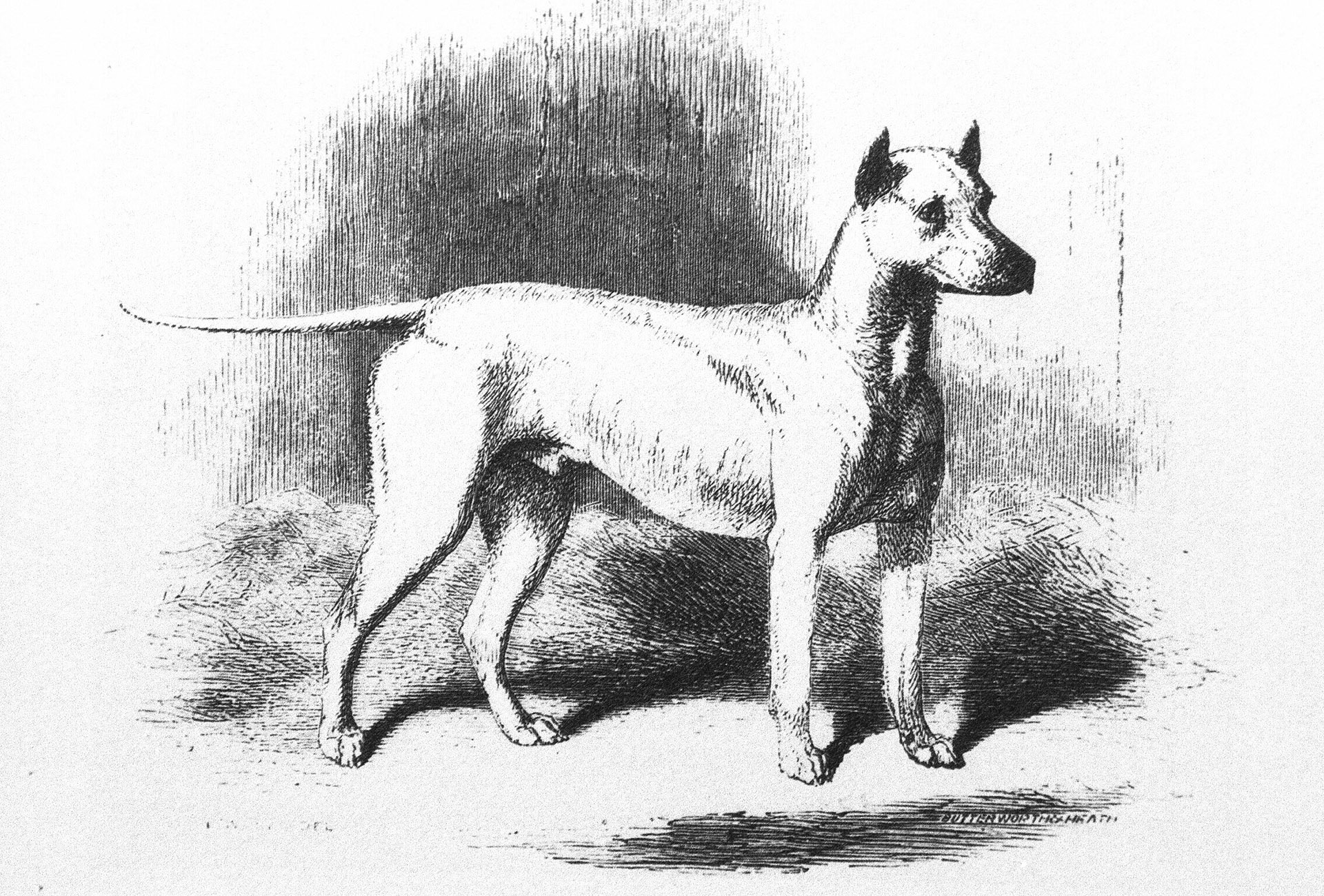 GESCHIEDENIS_MADMAN_2