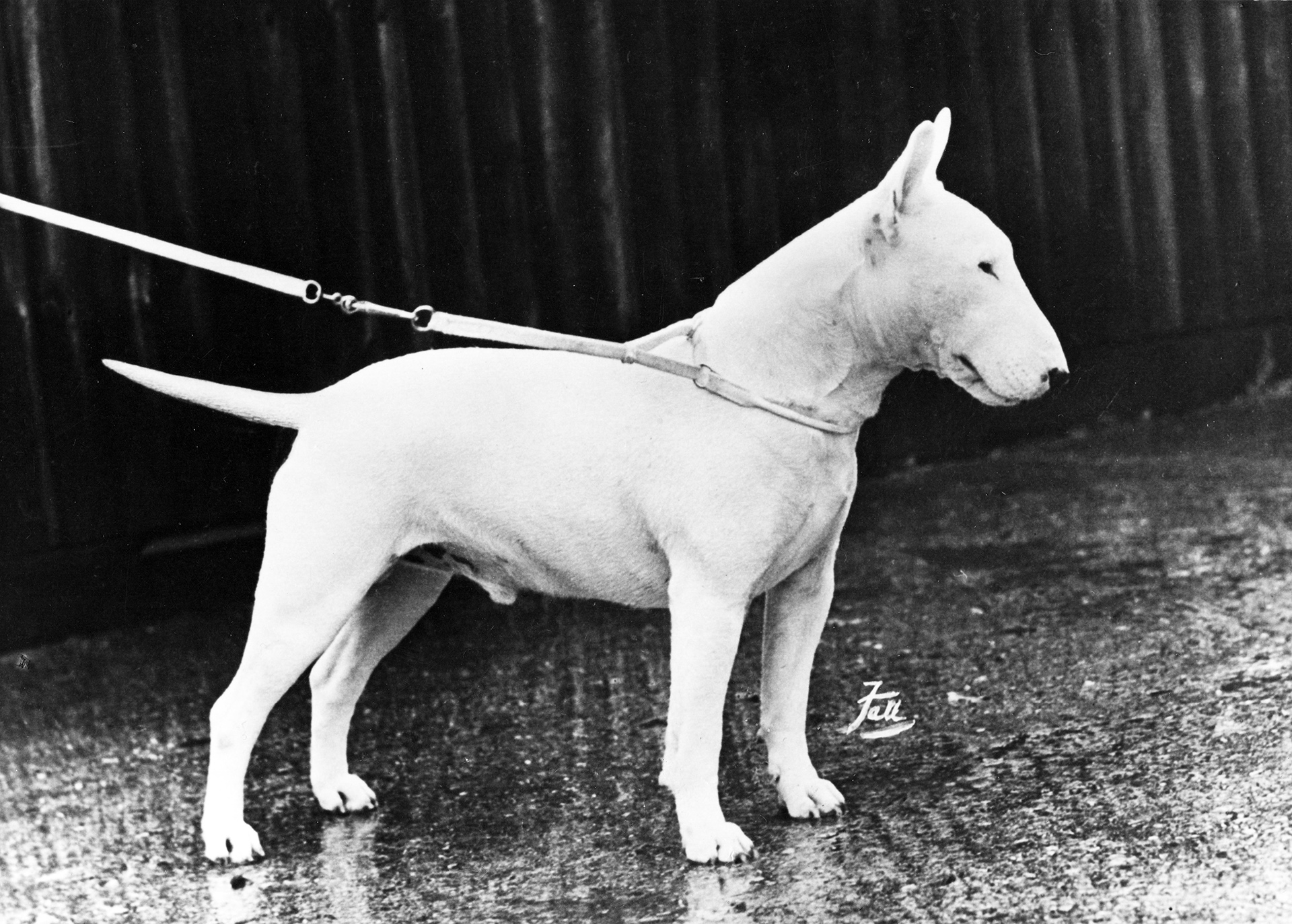 GESCHIEDENIS_OS_SNOWFLASH_5