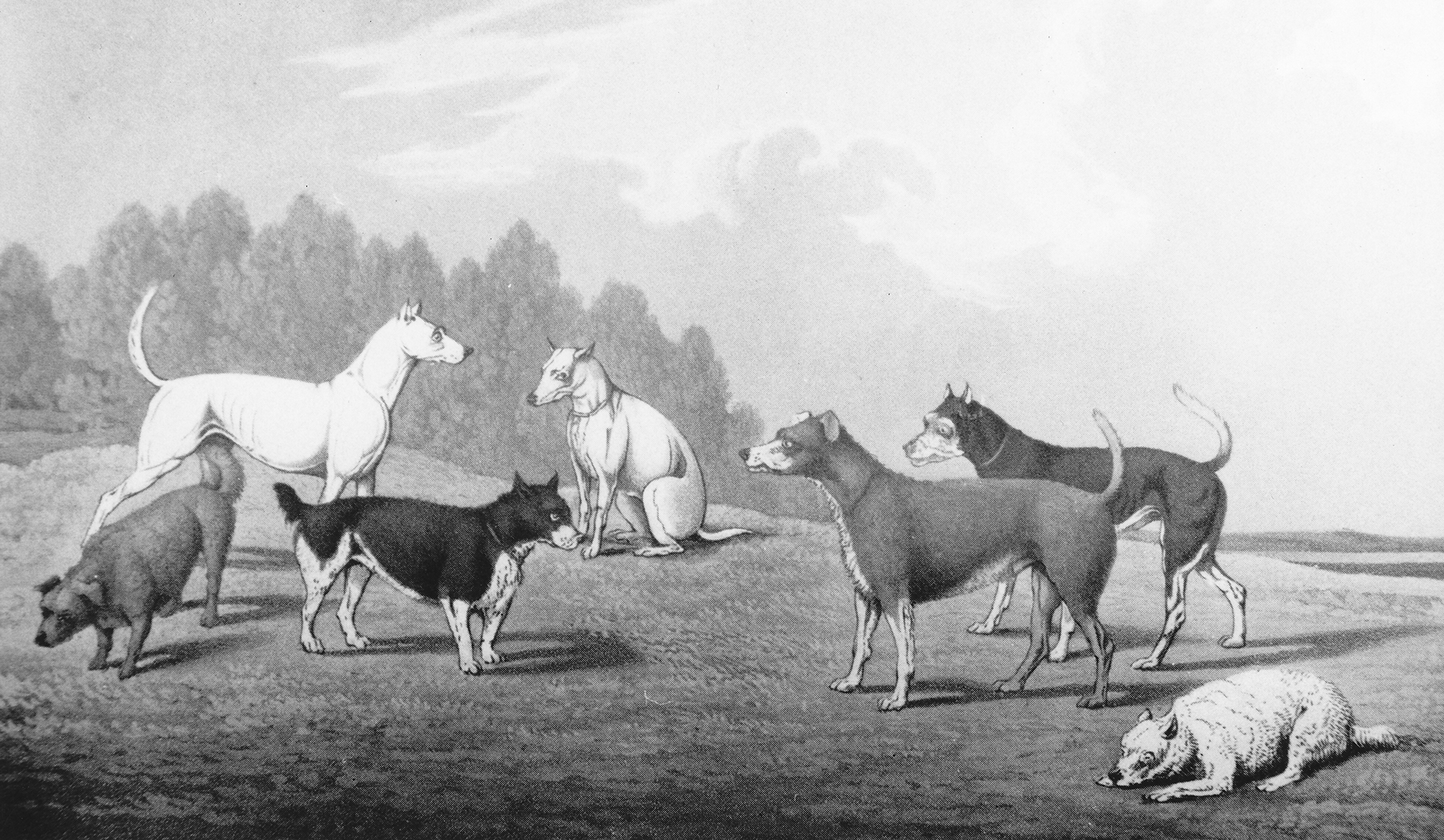 GESCHIEDENIS_TERRIERS_1