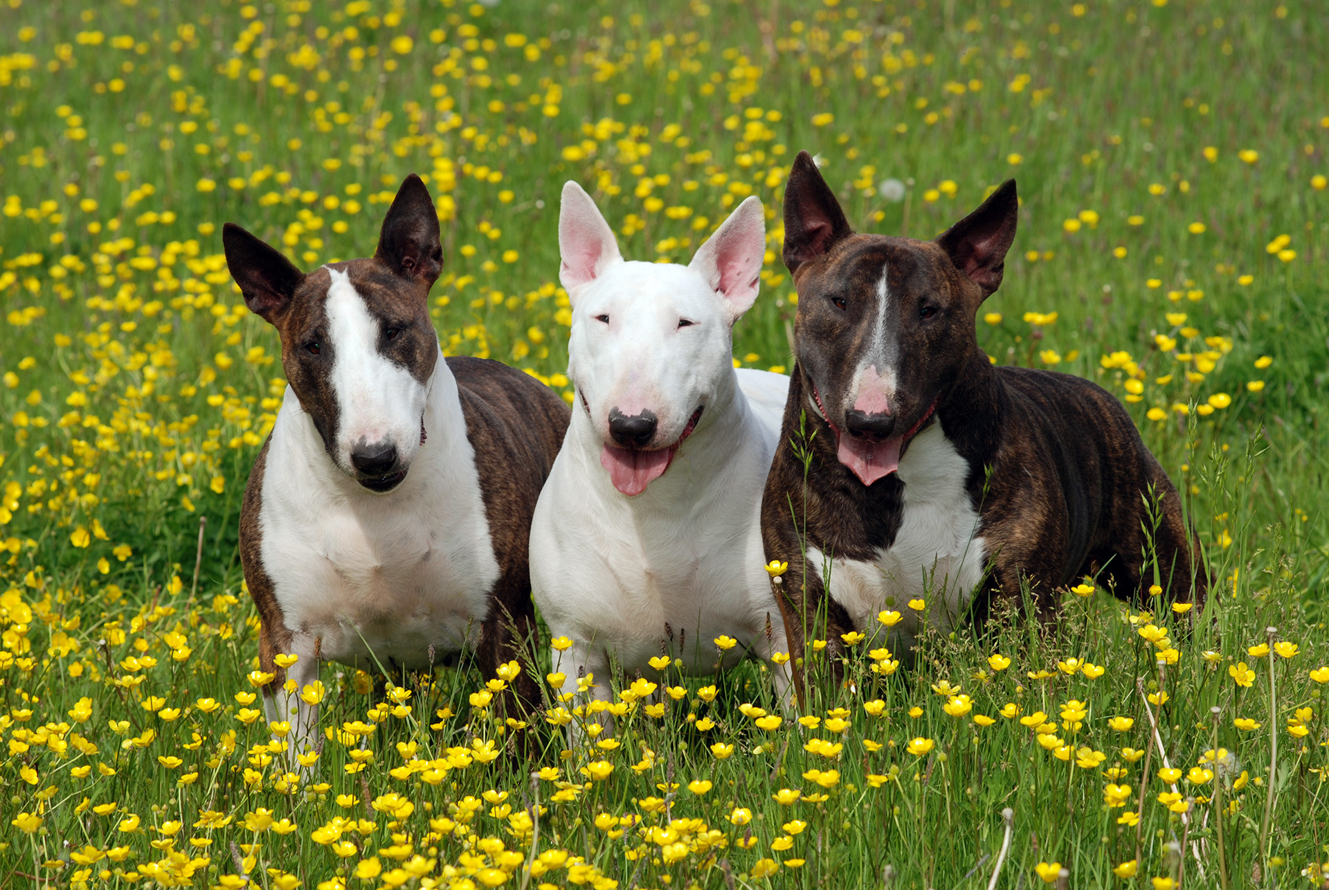 STANDAARD-GROOTTE_GEWICHT