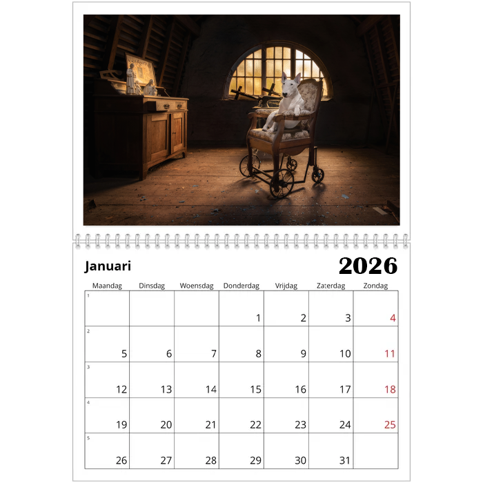VOORBEELD KALENDER Bull Terrier kalender 2025
